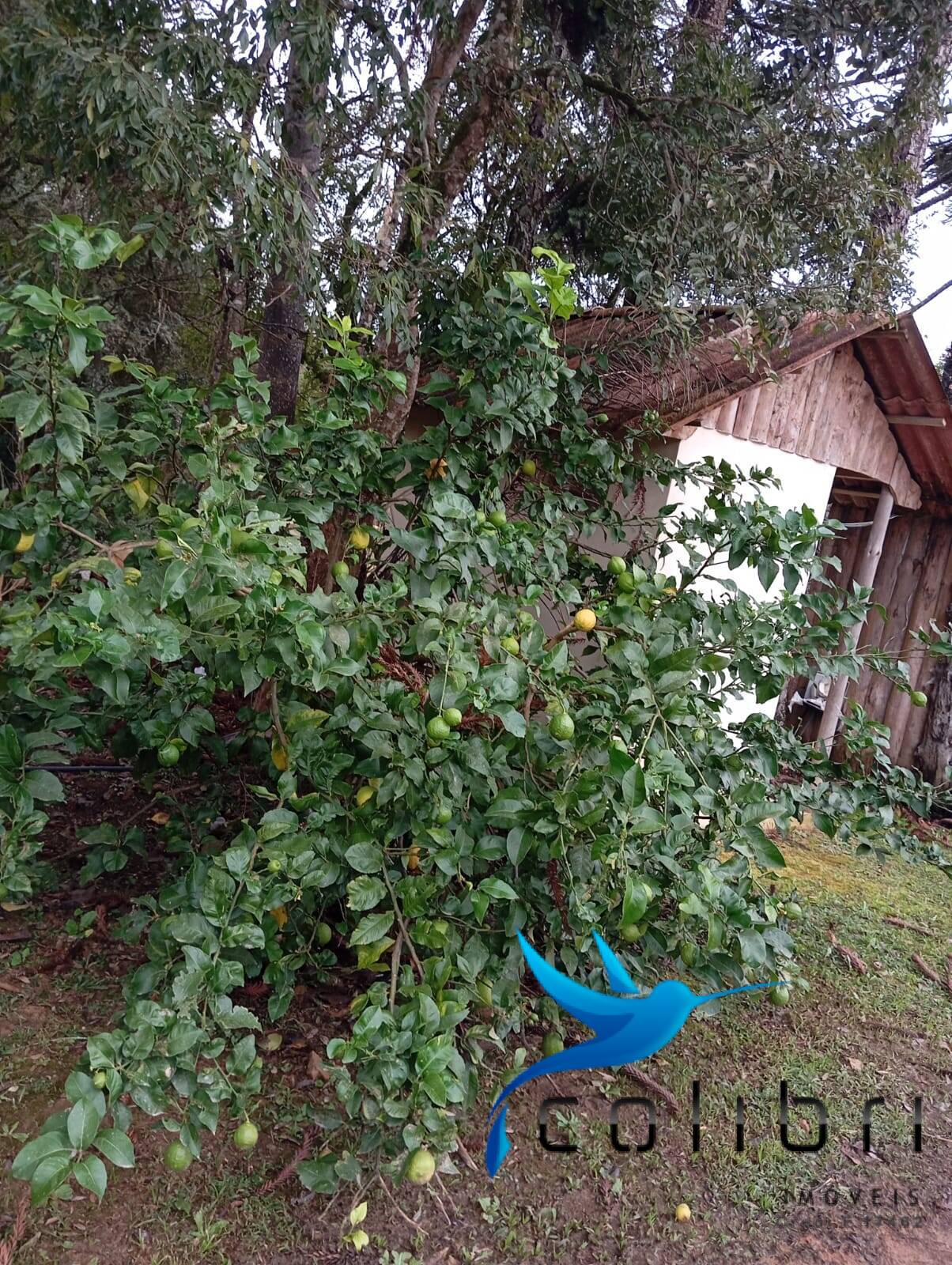 Fazenda à venda com 2 quartos, 5300m² - Foto 16